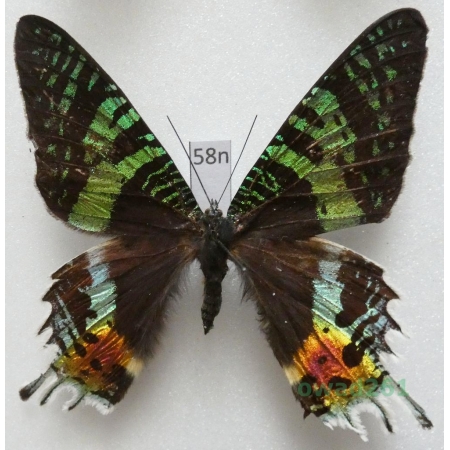 Chrysiridia rhipheus (Drury, 1773) Madagascar 64mm58n